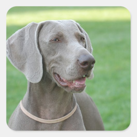 Weimaraner Vierkante Sticker (Voorkant)