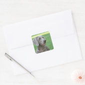 Weimaraner Vierkante Sticker (Envelop)
