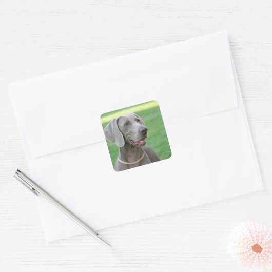 Weimaraner Vierkante Sticker (Envelop)