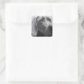 Weimaraner Vierkante Sticker (Tas)