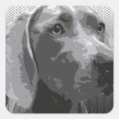 Weimaraner Vierkante Sticker (Voorkant)