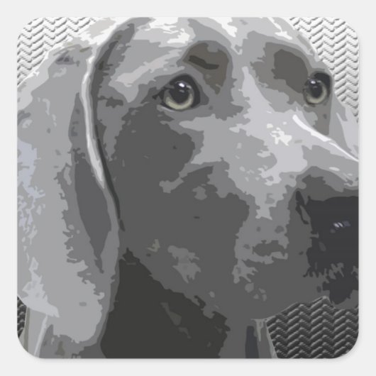 Weimaraner Vierkante Sticker (Voorkant)