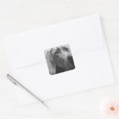 Weimaraner Vierkante Sticker (Envelop)