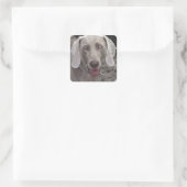 Weimaraner Vierkante Sticker (Tas)