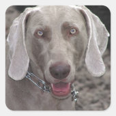 Weimaraner Vierkante Sticker (Voorkant)