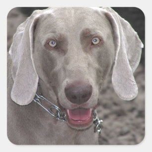 Weimaraner Vierkante Sticker