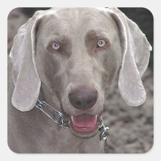 Weimaraner Vierkante Sticker (Voorkant)