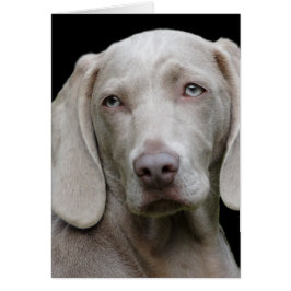 Weimaraner Zilver Grijs