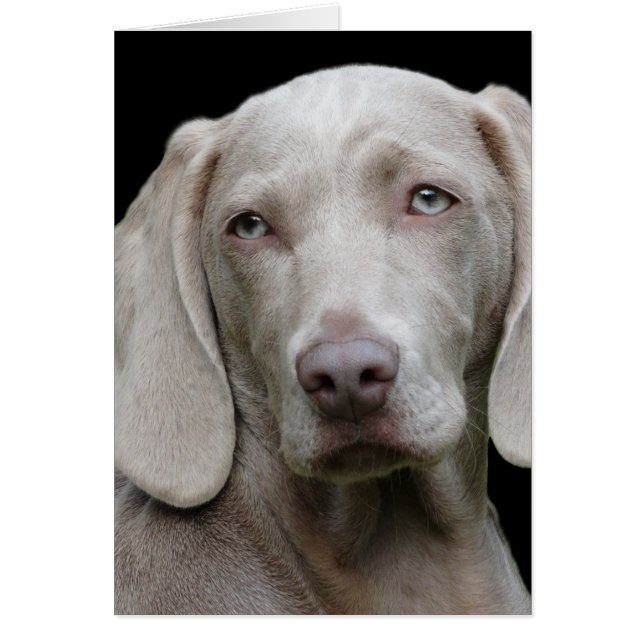 Weimaraner Zilver Grijs (Voorkant)