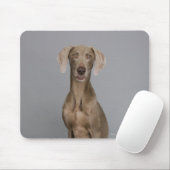 Weimaraner, zittend, studio shot muismat (Met muis)