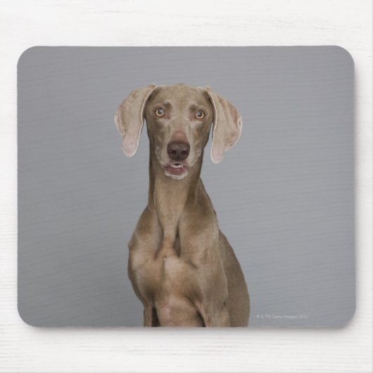 Weimaraner, zittend, studio shot muismat (Voorkant)