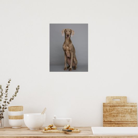 Weimaraner, zittend, studio shot poster (Keuken)