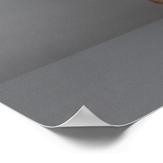 Weimaraner, zittend, studio shot poster (Hoek)