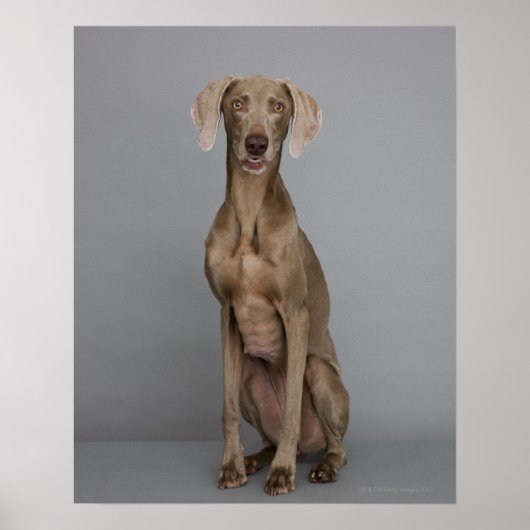 Weimaraner, zittend, studio shot poster (Voorkant)