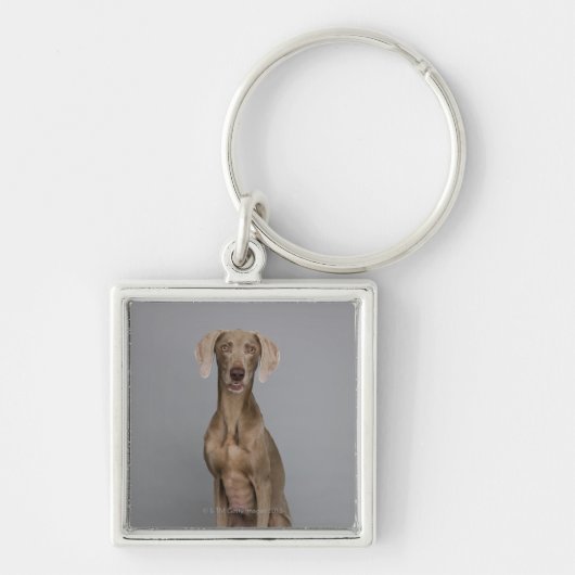 Weimaraner, zittend, studio shot sleutelhanger (Voorkant)