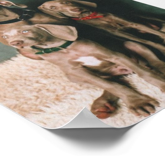 WEIMARANERGEZIN POSTER (Hoek)