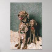 WEIMARANERGEZIN POSTER (Voorkant)