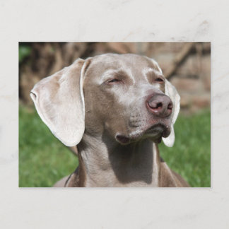 weimarant briefkaart