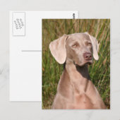 weimarant briefkaart (Voorkant / Achterkant)