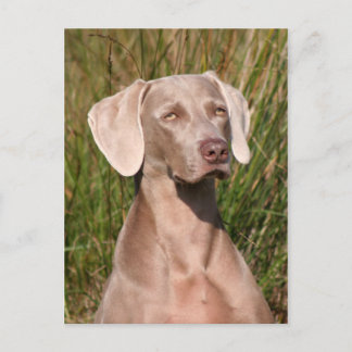 weimarant briefkaart