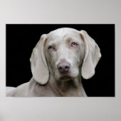 Weimarantaat poster (Voorkant)