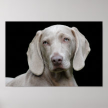 Weimarantaat poster
