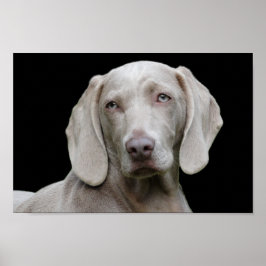 Weimarantaat poster