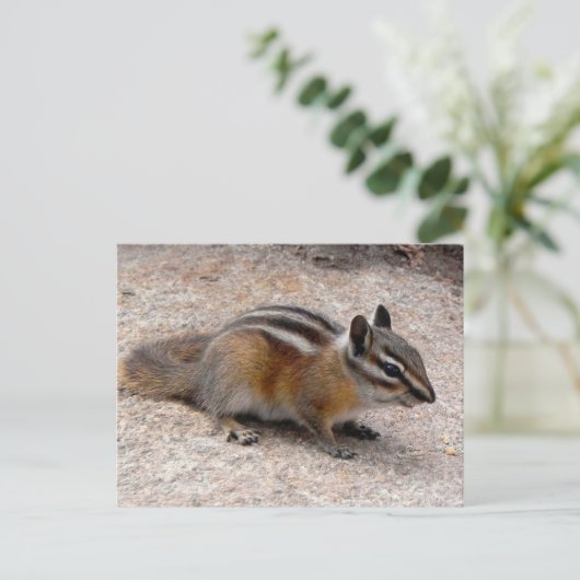 Weinig Aardeekhoorn op Weg Briefkaart (Staand voorkant)