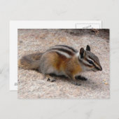 Weinig Aardeekhoorn op Weg Briefkaart (Voorkant / Achterkant)