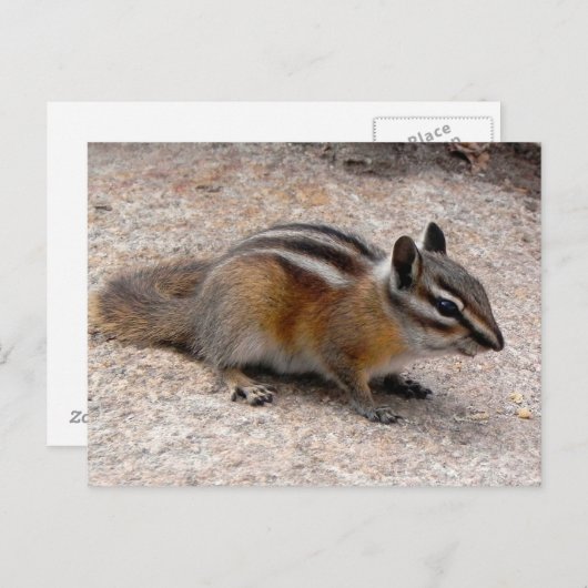 Weinig Aardeekhoorn op Weg Briefkaart (Voorkant / Achterkant)