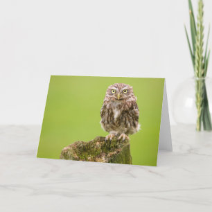 Weinig Kaart van de Uil door cARTerART
