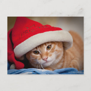 Weinig Katje in het Rode Pet van Kerstmis Feestdagenkaart