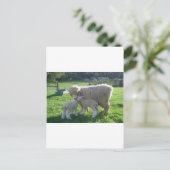 WEINIG LAM BRIEFKAART (Staand voorkant)