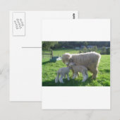 WEINIG LAM BRIEFKAART (Voorkant / Achterkant)