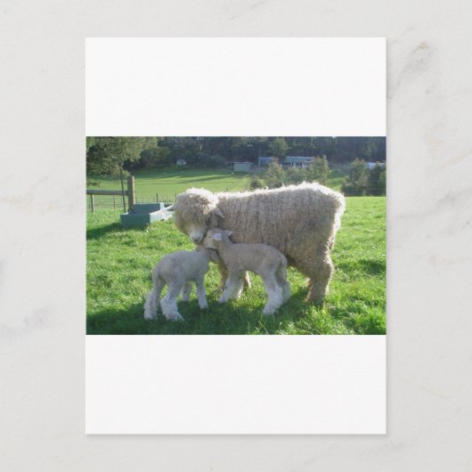 WEINIG LAM BRIEFKAART (Voorkant)
