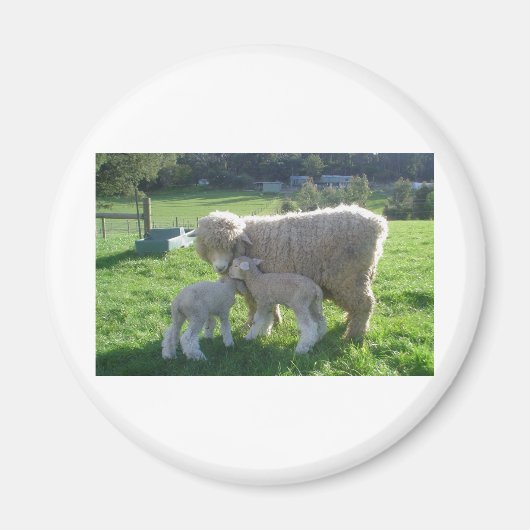 WEINIG LAM MAGNEET (Voorkant)