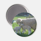 WEINIG LAM MAGNEET (Voorkant / Achterkant)