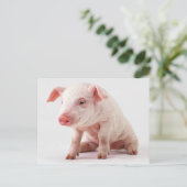 Weinig Varken Briefkaart (Staand voorkant)