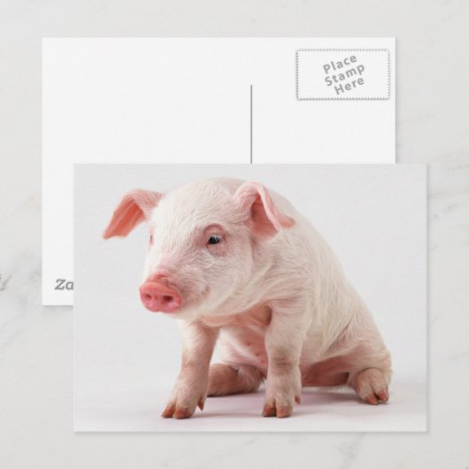 Weinig Varken Briefkaart (Voorkant / Achterkant)
