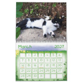 WEIRD CATS 2014 KALENDER (Mar 2027)