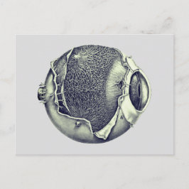 Weird Modern Vintage Eyeball Detail Drawing Gray Briefkaart