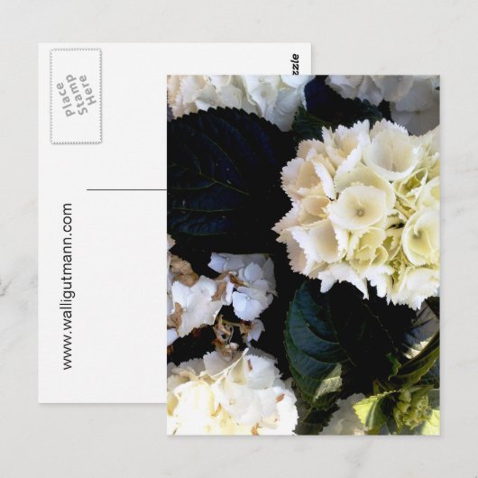 weissblühender ballenstock briefkaart (Voorkant / Achterkant)