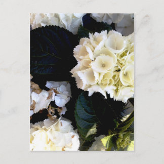 weissblühender ballenstock briefkaart
