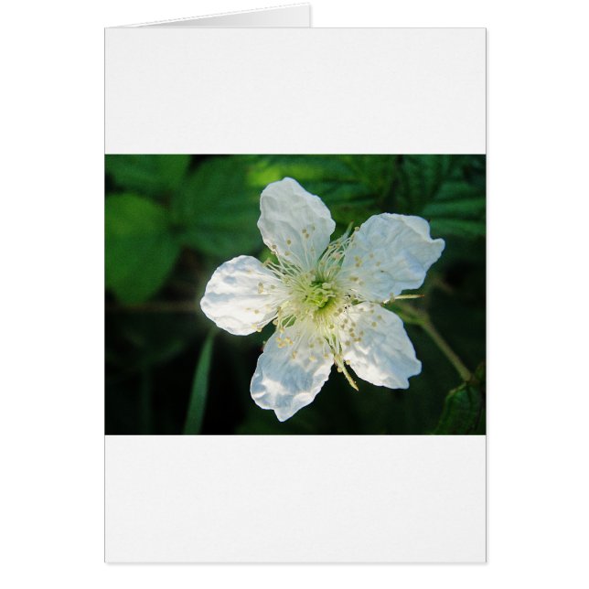 Weisse Brombeerblüte (Voorkant)