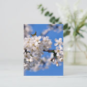 Weisse Kirschblüten Briefkaart (Staand voorkant)