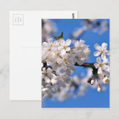 Weisse Kirschblüten Briefkaart (Voorkant / Achterkant)