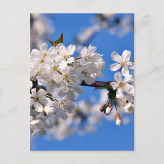 Weisse Kirschblüten Briefkaart