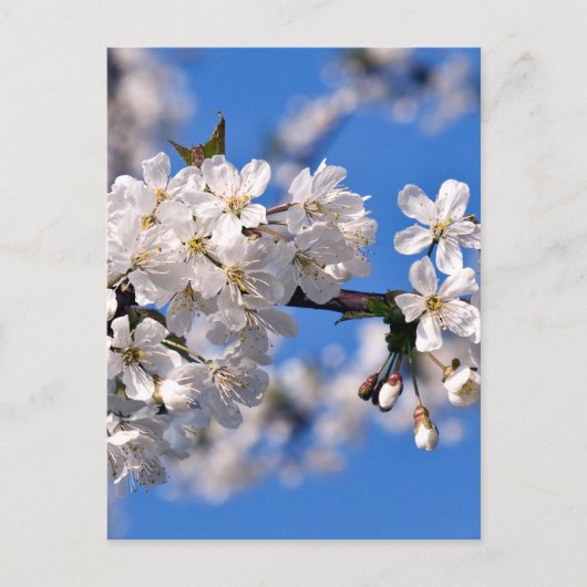 Weisse Kirschblüten Briefkaart (Voorkant)