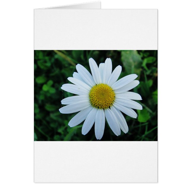 Weisse Margerite (Voorkant)