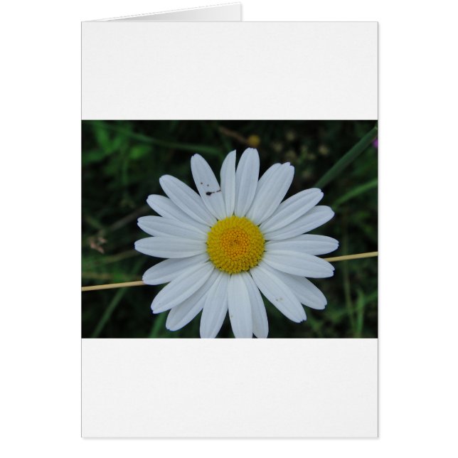 Weisse Margerite auf Stäbchen (Voorkant)